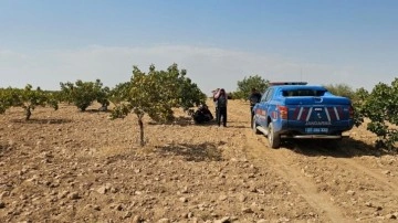 48 yaşındaki işçinin acı sonu: Antep fıstığı hasadı yapıyordu!