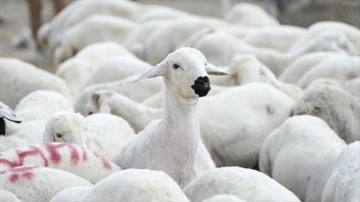 5 bin 150 reforme küçükbaş hayvan satacaklar! TİGEM duyurdu