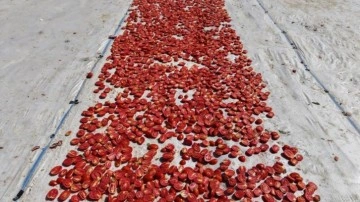 600 işçinin emeği var! Domateste 15 bin 300 ton rekolte bekleniyor!
