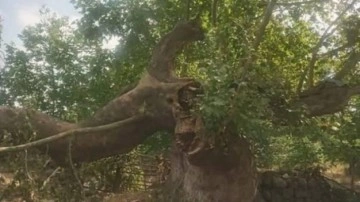 600 yıllık tarihi &ccedil;ınar asırların yorgunluğuna dayanamadı