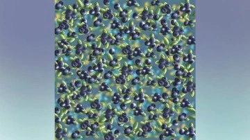 9 saniyede yaban mersinleri arasındaki karıncayı bul! Zeka testi ile dikkatinizi &ouml;l&ccedil;&uuml;n