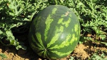 Adana’da sezonun ilk karpuz hasadı başladı; tarlada kilosu 7 TL