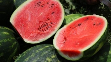 Adana karpuzunda hasat başladı: Kilosu 20-24 lira