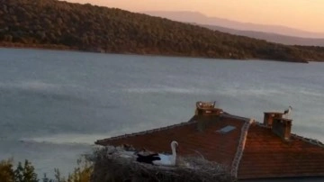 'Adem Amca'nın dostu Yaren Leylek depremi önceden hissetti