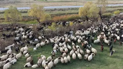 Yayladaki göçerlerin Siirt’e ilk dönüş yolculuğu başladı