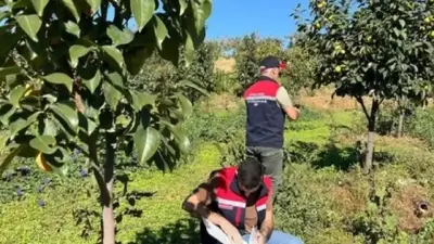 Meyve Sineğine Karşı Tuzaklı Mücadele