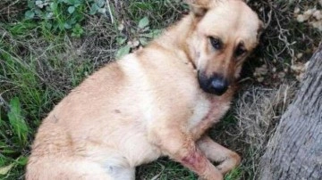 Ağzına t&uuml;fekle ateş a&ccedil;ılan k&ouml;peğin dili koptu