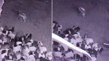 Ahıra giren kurdun sürüye saldırdığı anlar kamerada
