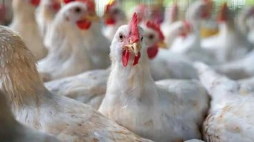 Almanya'da kuş gribi nedeniyle 400 bin fazla hayvan itlaf edildi