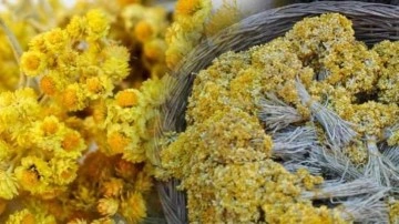 Altın otu faydaları nelerdir? Altın otu ka&ccedil; g&uuml;n i&ccedil;ilir?