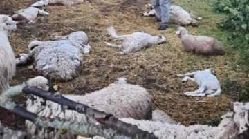 Amasya'da kurt saldırısı sonucu 35 k&uuml;&ccedil;&uuml;kbaş hayvan telef oldu