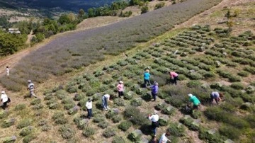Ardanuç'ta kadın kooperatifinden lavanta hasadı ve doğal ürün üretimi başladı