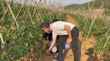 Atıl araziler, üretim üssü oldu: Bu bölgede domates yetişiyor