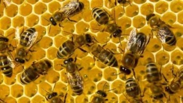 Avustralya bal end&uuml;strisini kurtarmak i&ccedil;in milyonlarca arıyı imha edecek