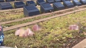 Avustralya'da Haçlı zihniyeti yine hortladı! Müslüman mezarlığına domuz başlı saldırı!