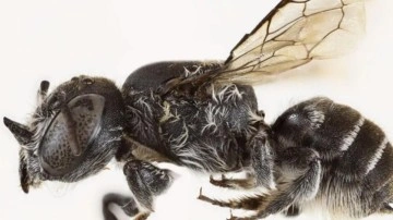 Avustralya’da şeytan boynuzlu yeni arı türü keşfedildi