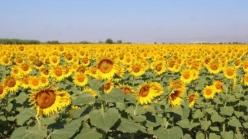 Ayçiçek alım fiyatları açıklandı