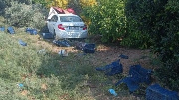 Bahçede akılalmaz olay! Zeytin toplayan işçi feci şekilde can verdi