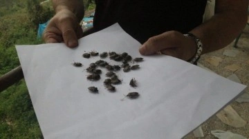 Bakanlıktan açıklama geldi! Kokarca alarmı: 1 milyondan fazla hane ilaçlandı