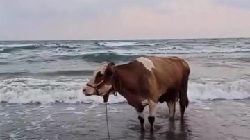 Balık değil inek: Kavurucu sıcaktan bunalıp denize girdi