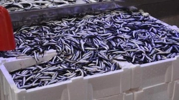 Balık tezgahlarında hamsi bolluğu: Kilogramı 70 TL!