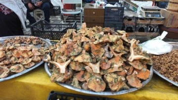 Balıkesir’de yağmur yağdı, mantar fışkırdı