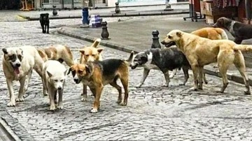 Batı sokaklarında neden başıboş köpek yok?