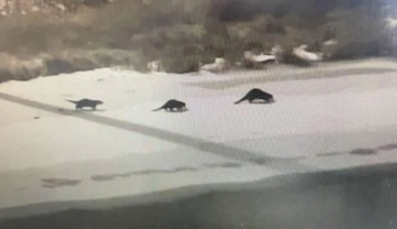 Bayburt'ta su samuru ailesinden alabalık tesisine 