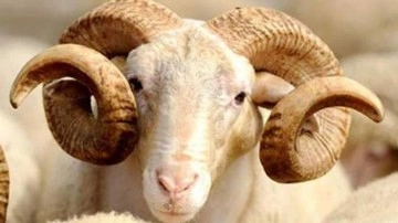 Bayram namazından önce kurban kesilir mi? Diyanet açıkladı