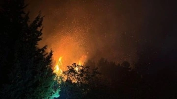 Beykoz'da orman yangını: Ekipler bölgede!