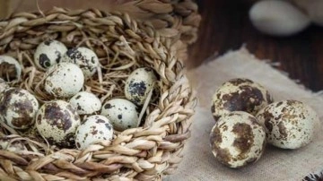 Bıldırcın yumurtasının &ccedil;ocuğa faydası nelerdir? Bıldırcın yumurtası nedir, nasıl pişirilir?