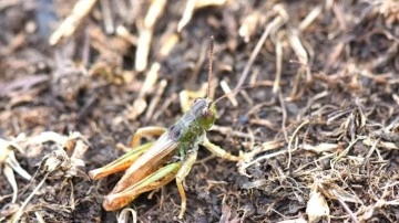 Bilim insanları Karadeniz’de yeni bir çekirge türü keşfetti