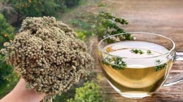 Bilye kekik &ccedil;ayının faydaları nelerdir? Bilye kekik &ccedil;ayı nasıl hazırlanır?