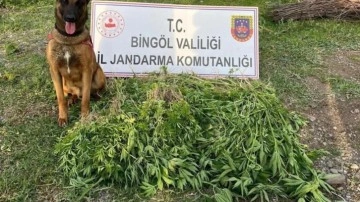 Bingöl'de 4 günde 14 bin 933 kök kenevir ele geçirildi