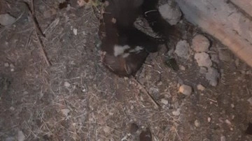 Bir mahalle elektriksiz kalmıştı: Sebebi sansar çıktı!