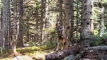 Bolu'nun yaban hayatı fotokapanla görüntülendi!