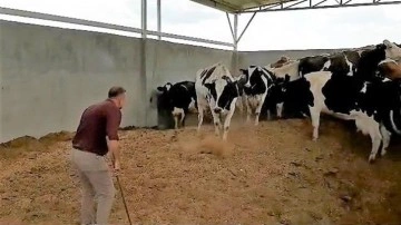 B&ouml;yle bakıcı d&uuml;şman başına: 28 ineği &ccedil;aldı! Vurgun planını JASAT dedektifleri bozdu