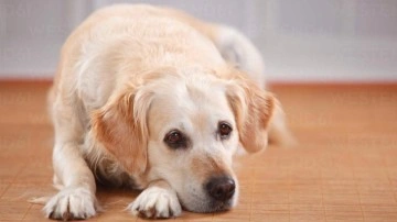 Böyle boşanma sebebi görülmedi. İstanbul'da bir çiftin köpek inatlaşması yuva yıktı