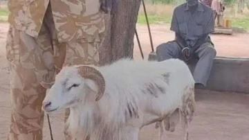 Boynuzlarıyla kadını &ouml;ld&uuml;ren ko&ccedil;a 3 yıl hapis cezası verildi