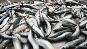 Bu sezon sardalya yok! Deniz kirliliği balığı vurdu