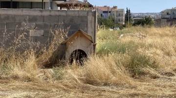 Burdur'da 3 sokak köpeğinin saldırısına uğrayan kadın yaralandı