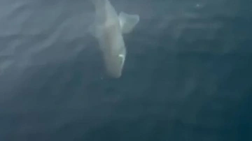 Bursa'da balıkçıların oltasına köpek balığı takıldı!