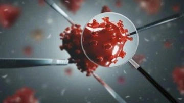 B&uuml;y&uuml;k tepki &ccedil;ekti! Koronavir&uuml;s&uuml;n y&uuml;zde 80 &ouml;l&uuml;mc&uuml;l olanı &uuml;retildi