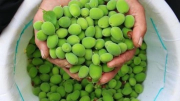 &Ccedil;ağla meyvesi bilinmeyen faydaları nelerdir? &Ccedil;ağla meyvesi olgunlaşınca ne olur?