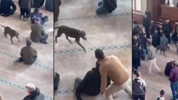 Camiye giren pitbull yakalandı, sahibi hakkında karar