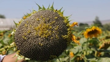 Çerezlik ayçiçeği, üreticinin yüzünü güldürdü!