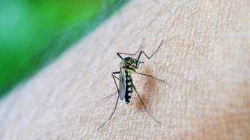 Çin’de yeni alarm: Chikungunya! Vaka sayısı 7 bini geçti