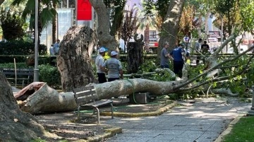 Çınar ağacının kırılan dalının altında kalan 3 kişi yaralandı