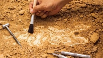 &Ccedil;in'de 250 hayvan t&uuml;r&uuml;ne ait 500 milyon yıllık fosiller bulundu