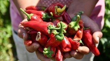Coğrafi işaret tescilli Maraş biberinde hasat başladı
